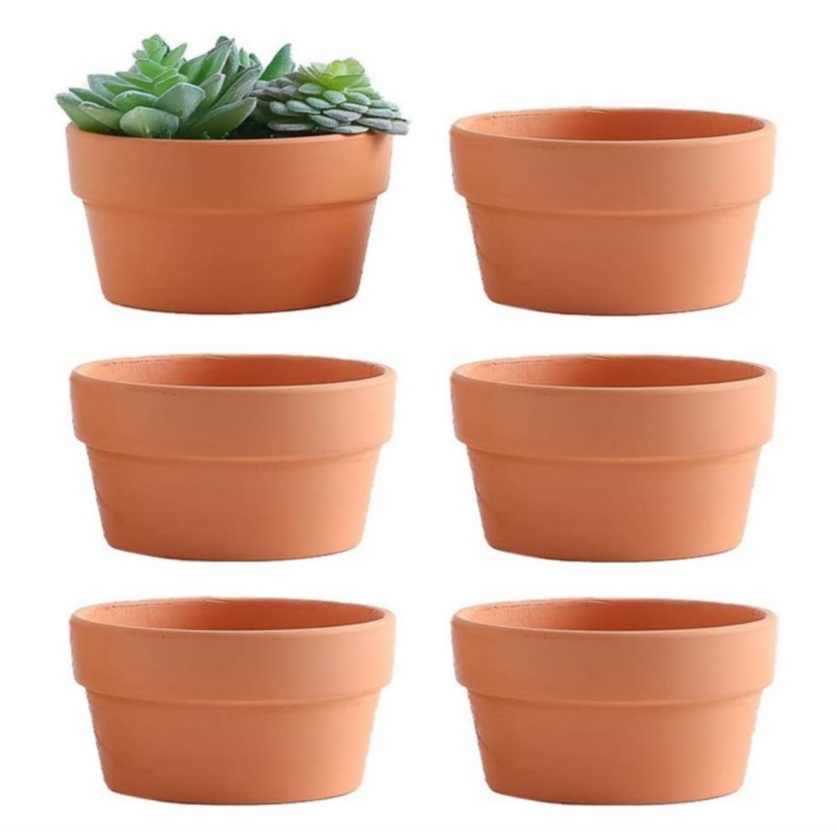 Echeveria Succulent - 6 adet Terracotta Buld tencere 3.5