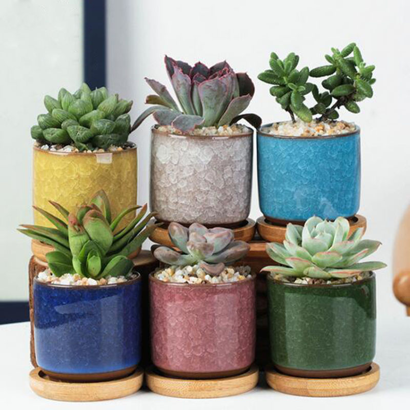 Echeveria Succulent - 6 adet/takım Seramik Saksı Seti Mini