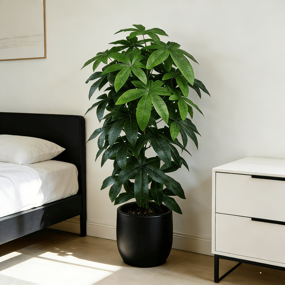 Monstera Adansonii - Bilimsel olarak bilinen para ağacı olan