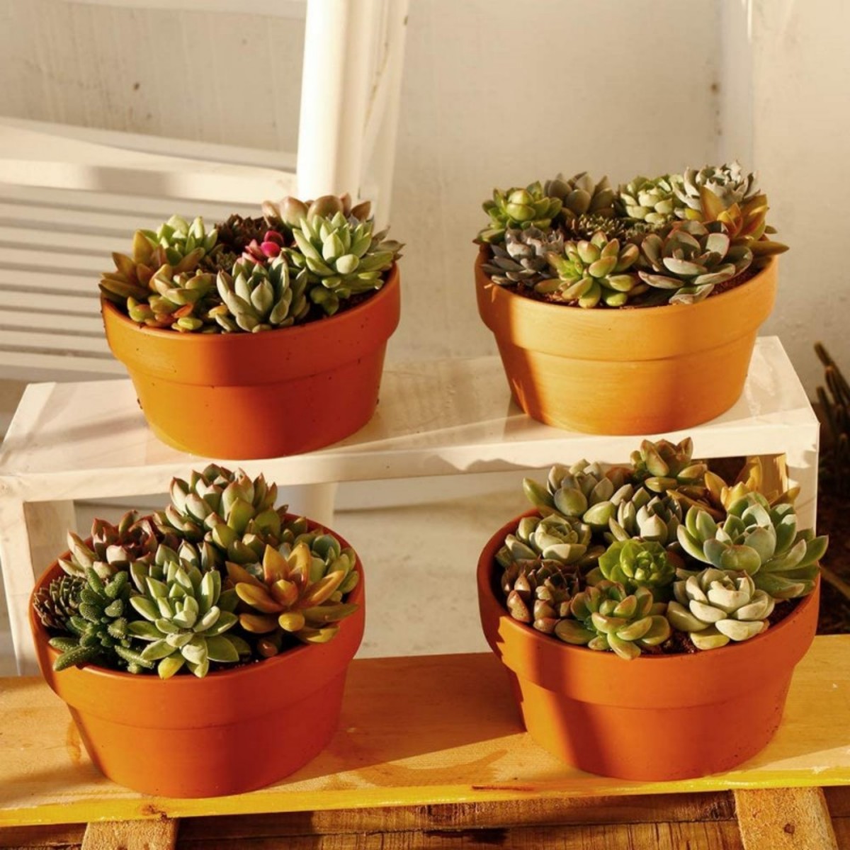 6 adet Terracotta Buld tencere - Echeveria Succulent incelemesi ve fiyatı